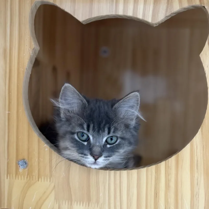 A baby small-sized female Domestic Medium Hair cat named Journey for adoption in Portage, MI