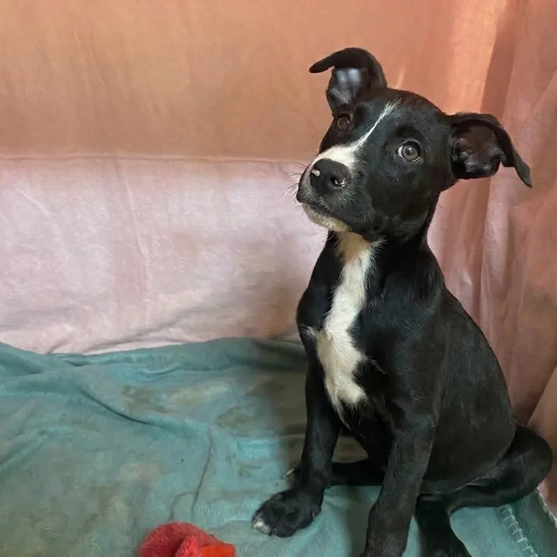 A baby medium-sized male Black Mixed Breed dog named Hunter for adoption in Jefferson city, TN