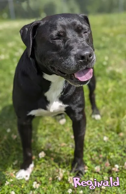Reginald