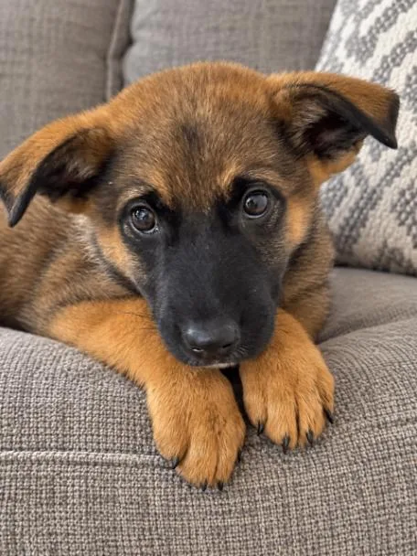 A young large-sized female German Shepherd Dog dog named Lily for adoption in Seattle, WA