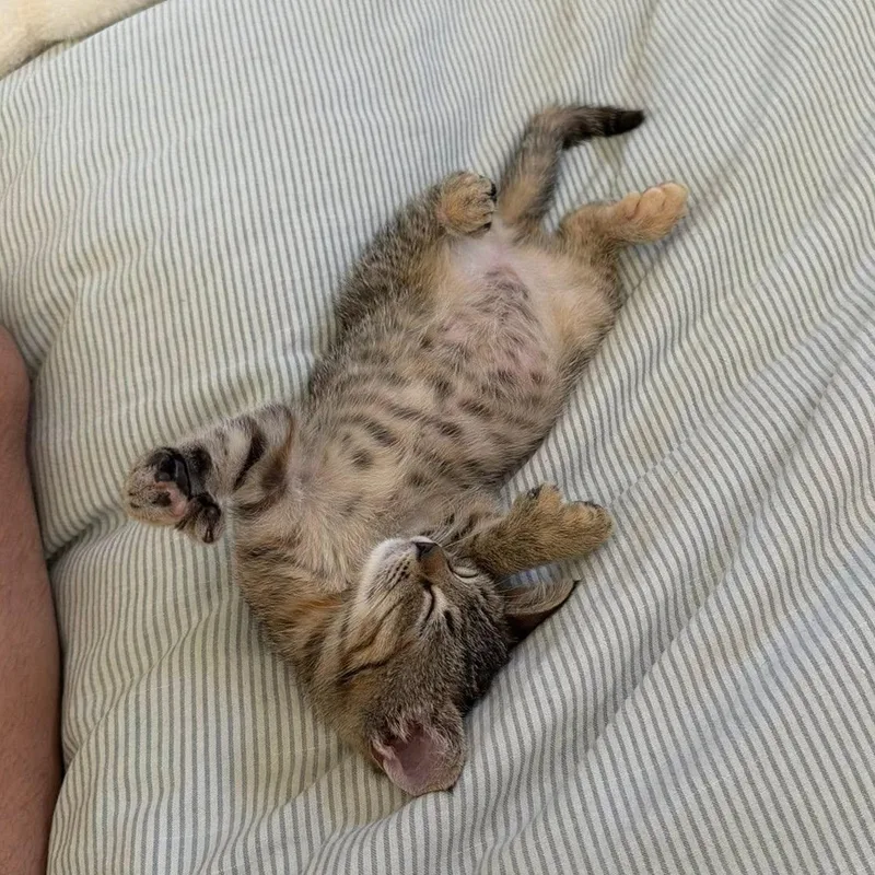 A baby medium-sized female Brown / Chocolate Domestic Short Hair cat named Jalapeno for adoption in Mount Rainier, MD