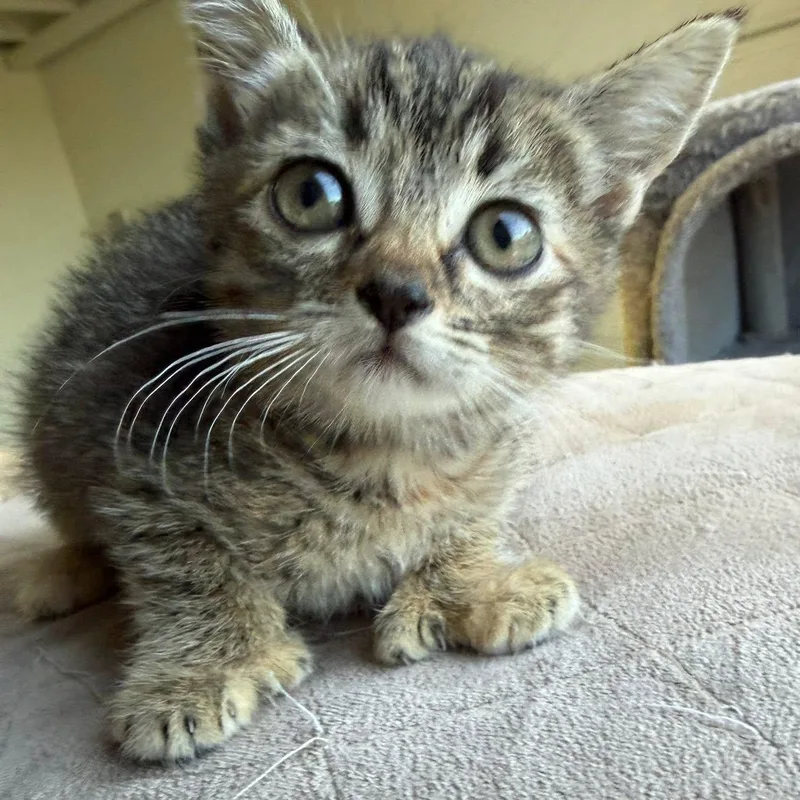 Jalapeno thumbnail 3