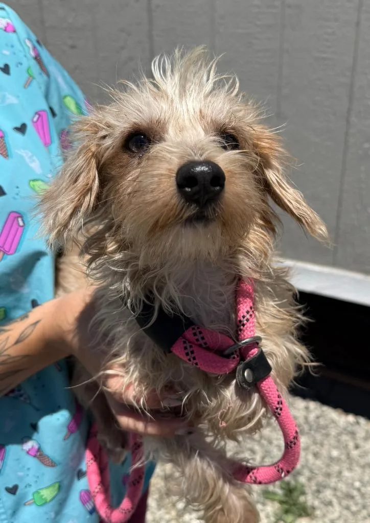A young small-sized male Terrier dog named Linus for adoption in Vacaville, CA