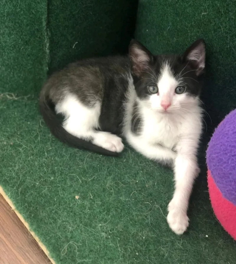 A baby medium-sized male Domestic Short Hair cat named Grey Neck for adoption in Reno, NV