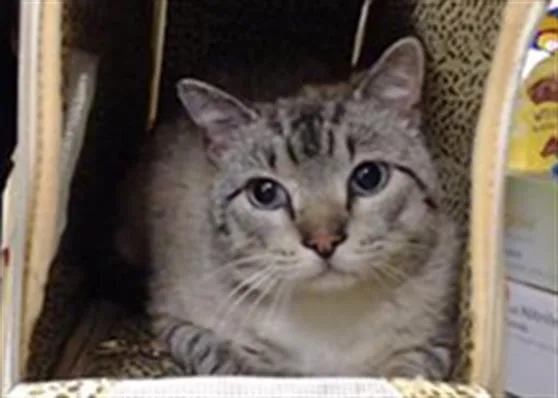 A young small-sized male Domestic Short Hair cat named Mazapan for adoption in Denver, CO