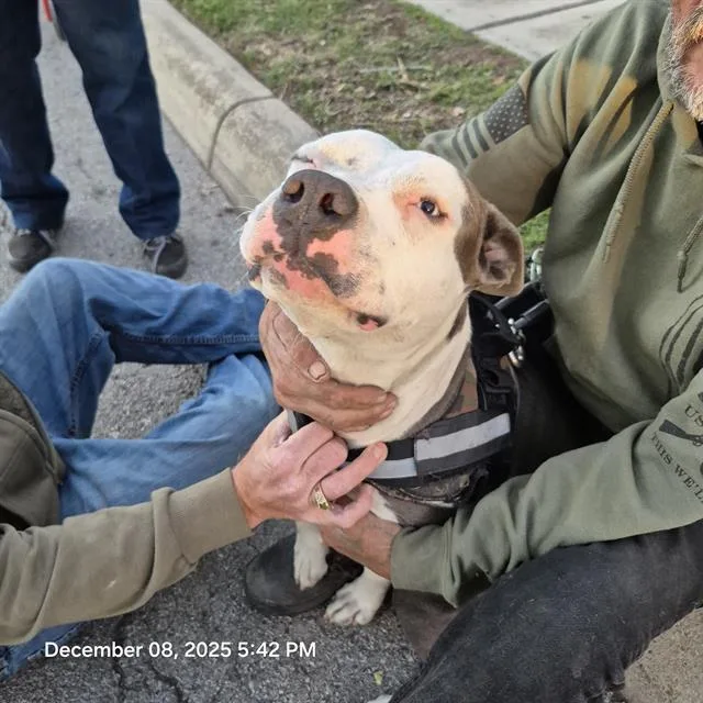 A young medium-sized male American Staffordshire Terrier dog named Bruno for adoption in San Antonio, TX