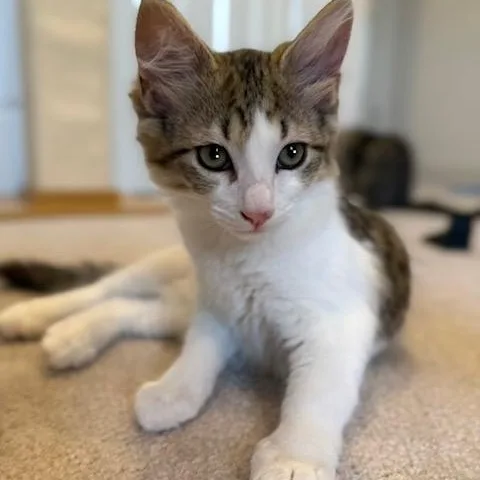 A baby medium-sized female Domestic Medium Hair cat named Tapatio for adoption in Renton , WA