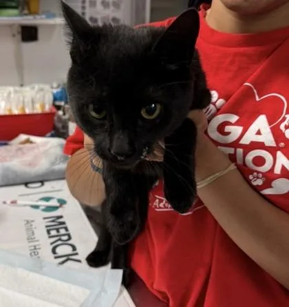 An adult small-sized male Domestic Short Hair cat named Dino Rawrrr for adoption in West Chester, PA