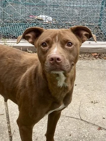 An adult medium-sized female Brown / Chocolate Pit Bull Terrier dog named Athena for adoption in Glasgow, KY