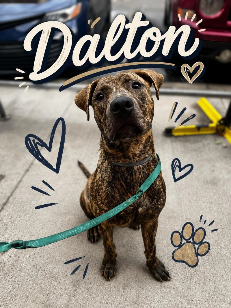 An adult large-sized male Pit Bull Terrier dog named Dalton for adoption in Akron, OH
