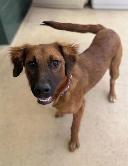 A young medium-sized female Chow Chow dog named Carrot for adoption in Leesburg, VA