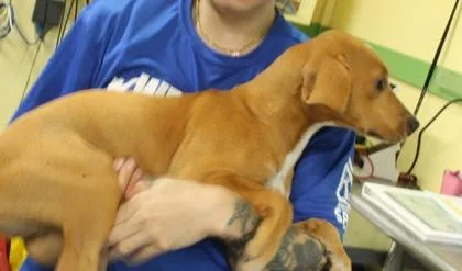 A baby small-sized female Dachshund dog named Shark for adoption in Picayune, MS