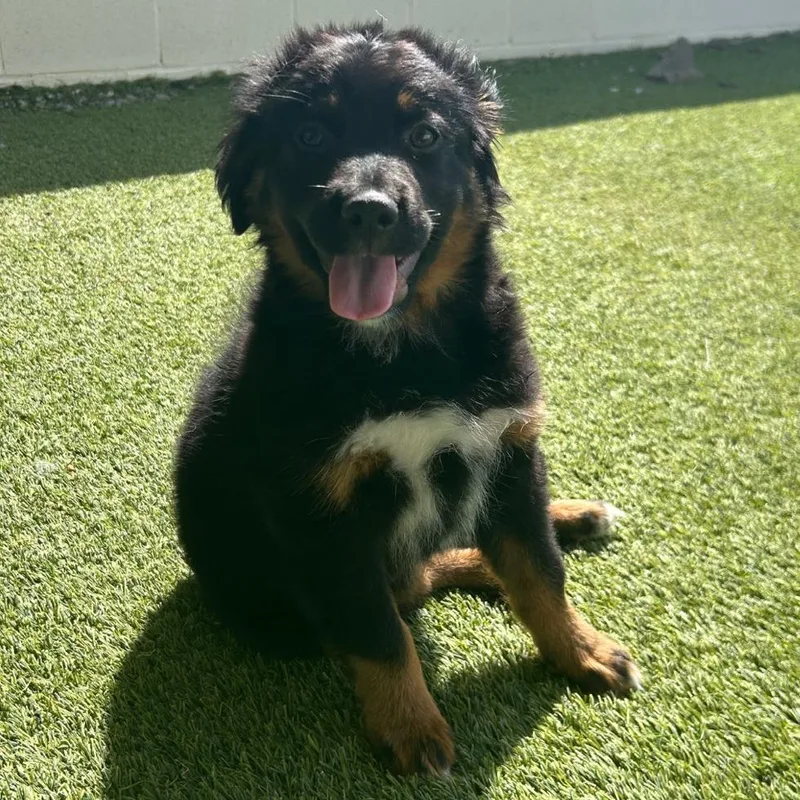 A baby small-sized male Black Mixed Breed dog named Musha for adoption in LOXAHATCHEE, FL