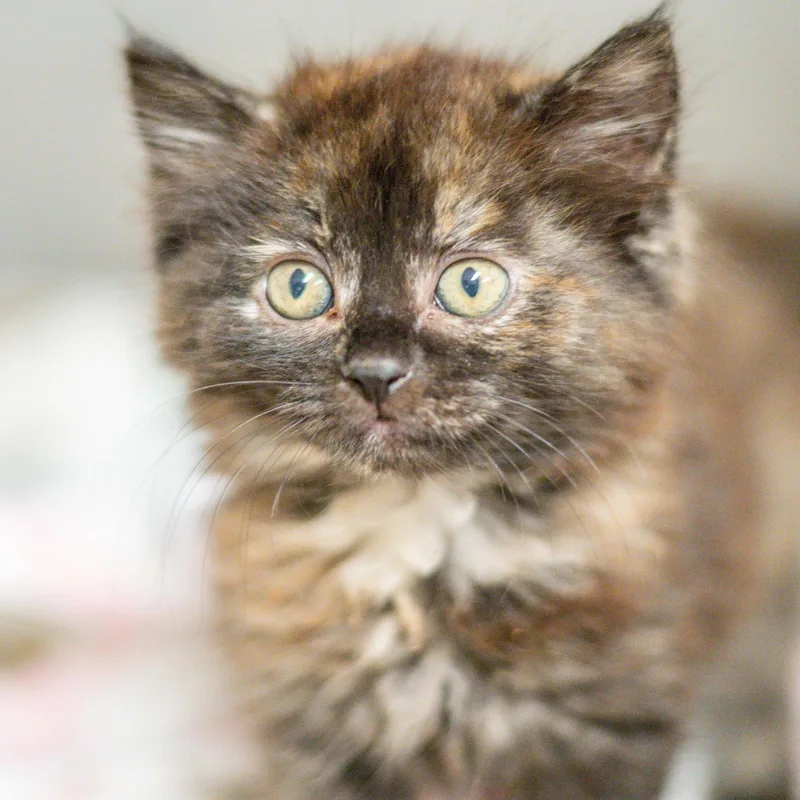 A young medium-sized female Domestic Medium Hair cat named Truffles for adoption in Hilton Head Island, SC