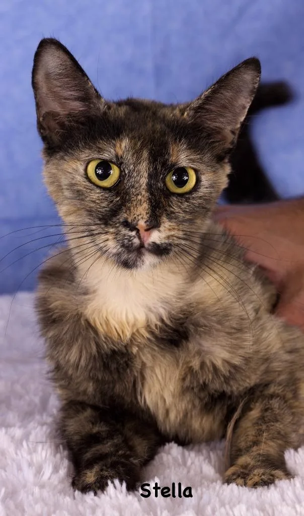 A young small-sized female Domestic Short Hair cat named Stella for adoption in Gilbert, AZ
