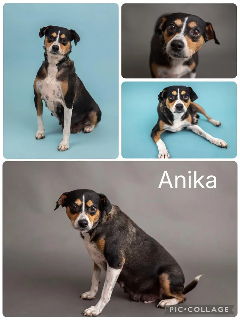 Anika
