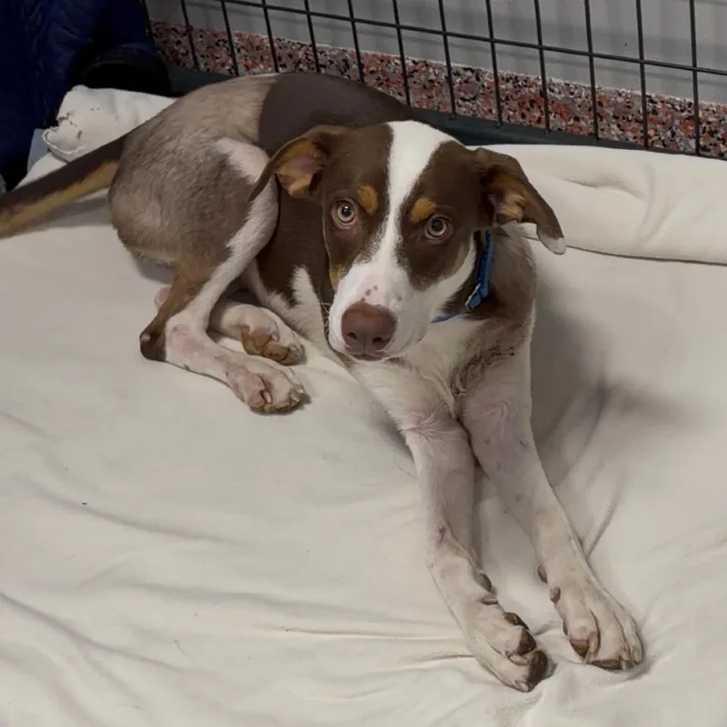 A young medium-sized female Brown / Chocolate Mixed Breed dog named Hazel for adoption in Austin, TX
