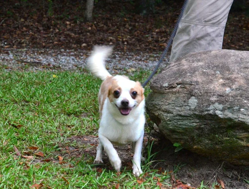 A young small-sized male Chihuahua dog named Leroy for adoption in Willingboro, NJ