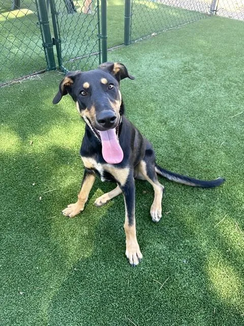 A young large-sized female Doberman Pinscher dog named Hopscotch for adoption in Castaic, CA
