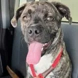 A young medium-sized male Brindle Boxer dog named Oakley for adoption in Ferndale, WA