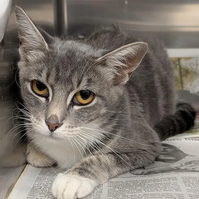 A young small-sized female Domestic Short Hair cat named Pickles for adoption in Olivette, MO