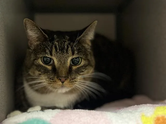 An adult medium-sized female Domestic Short Hair cat named Bella for adoption in Aliquippa, PA