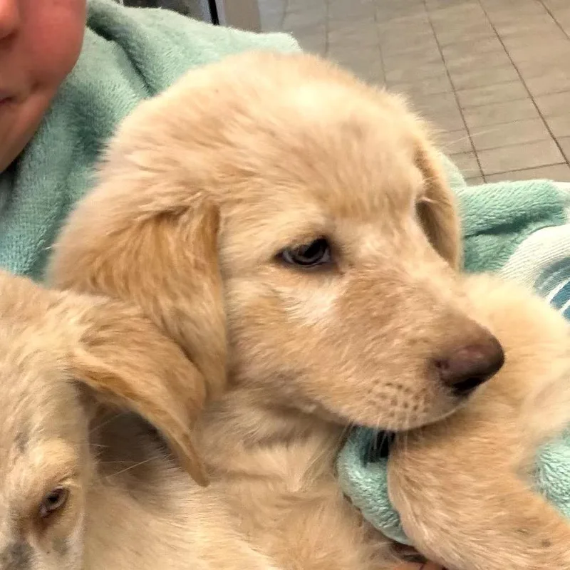 A baby small-sized female White / Cream Labrador Retriever dog named Pearl for adoption in San Antonio, TX
