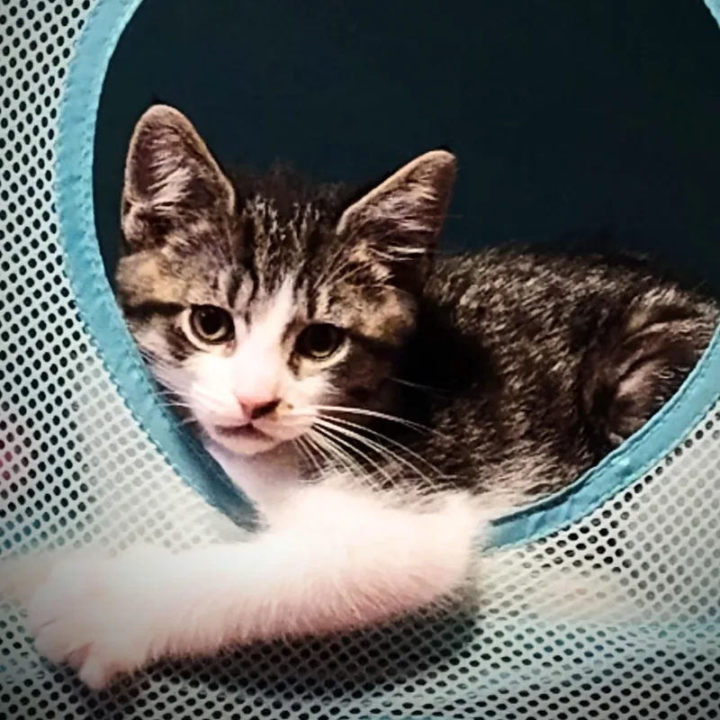 Carmello