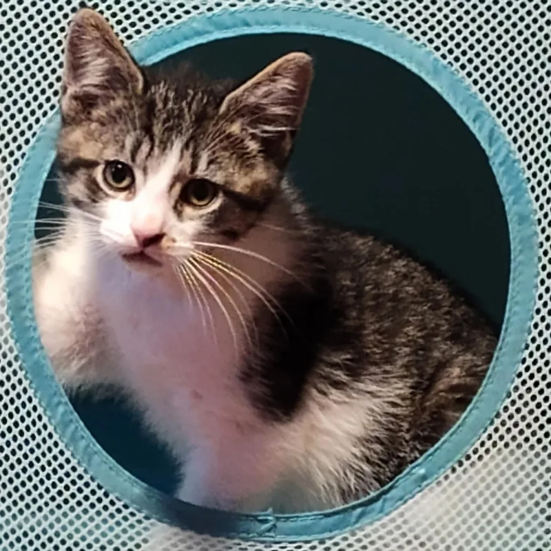 Carmello thumbnail 4