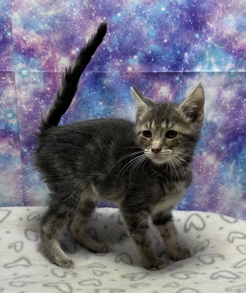 A baby small-sized female Domestic Short Hair cat named Shadow for adoption in Washington Court House, OH