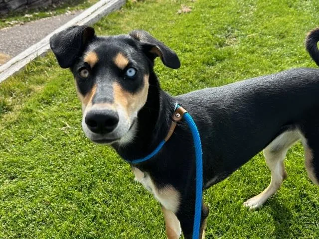 An adult medium-sized female Husky dog named Millie for adoption in Albuquerque, NM