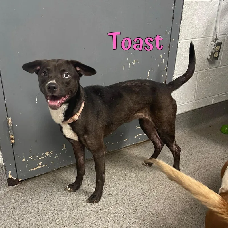 An adult small-sized female Terrier dog named Toast for adoption in Oak Ridge, TN