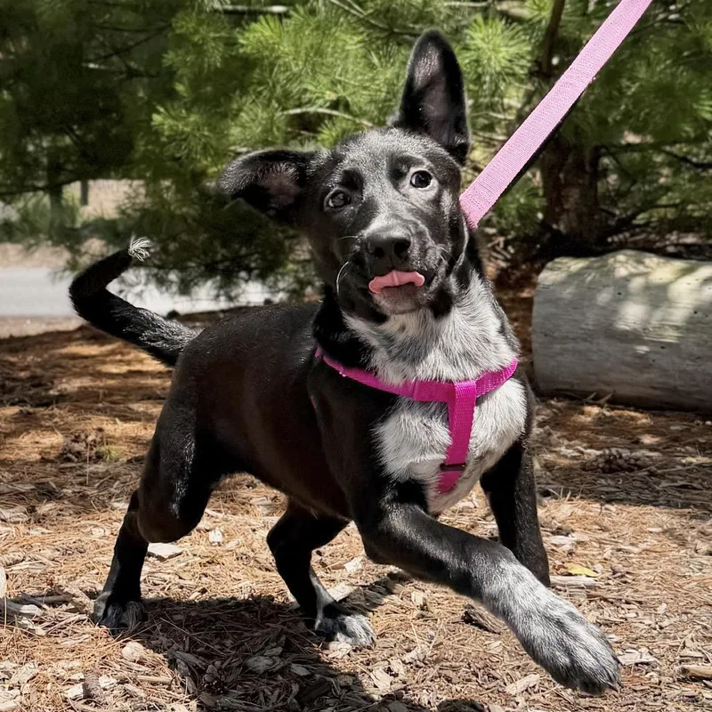 A baby small-sized female Black Australian Cattle Dog / Blue Heeler dog named Chickpea for adoption in East Hampton, NY