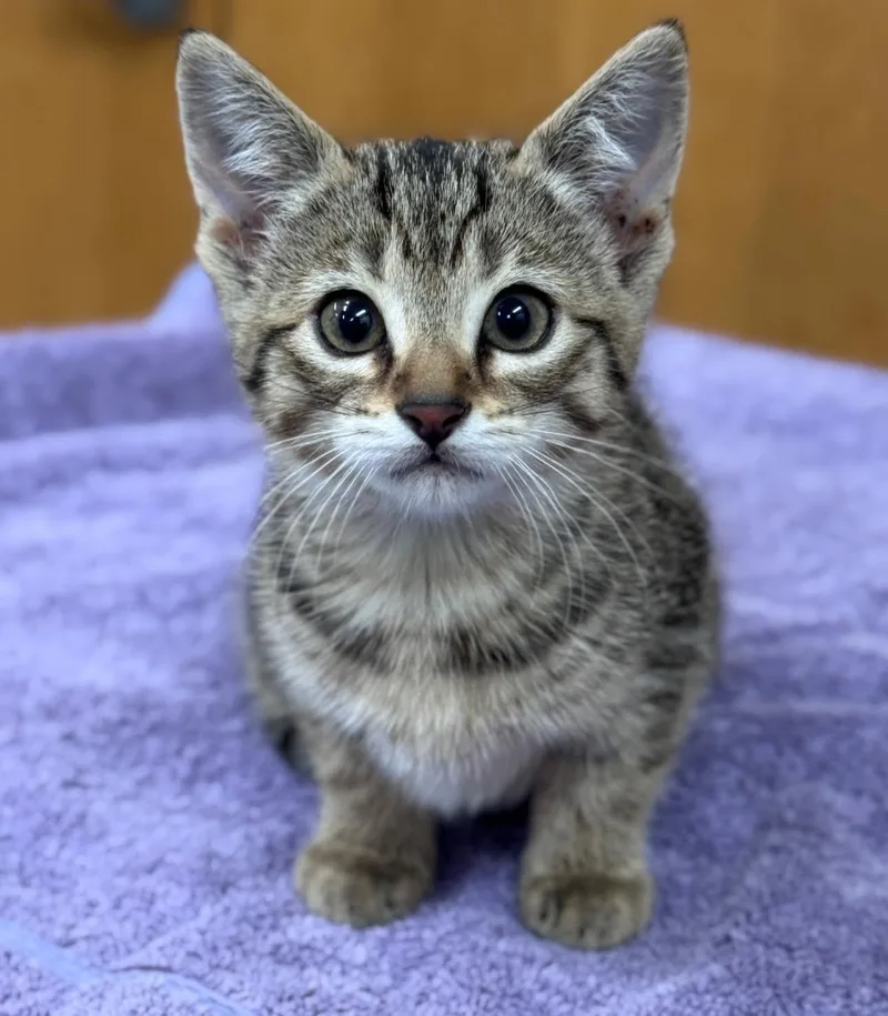 A baby small-sized female Tabby (Brown / Chocolate) Domestic Short Hair cat named Scotcharoo for adoption in Hackensack, MN