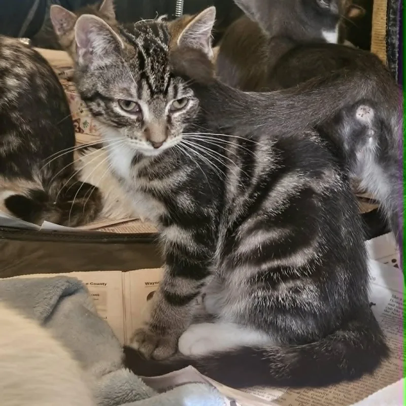 A baby medium-sized female Tabby (Brown / Chocolate) Domestic Short Hair cat named Gemma for adoption in Rochester, NY