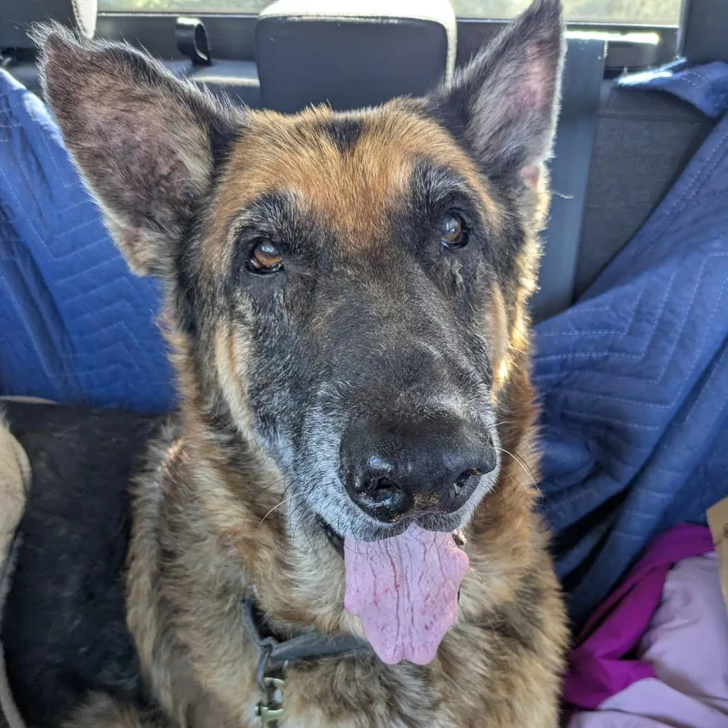 A senior large-sized male Black Shepherd dog named Kai Bear for adoption in Kyle, TX