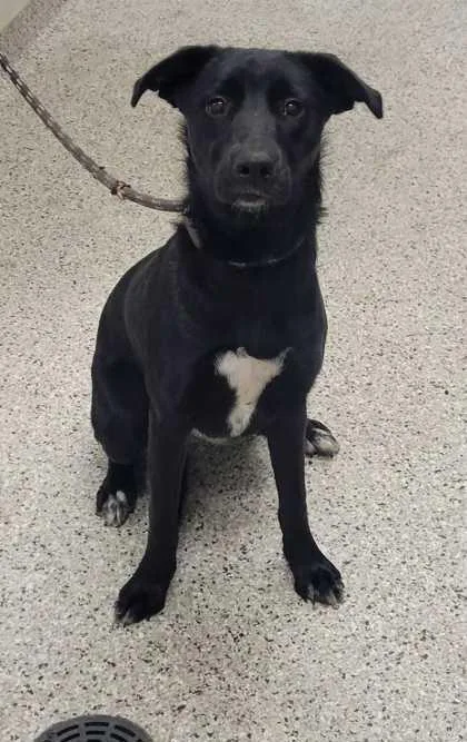A young large-sized female Black Mixed Breed dog named Waverly for adoption in Kansas City, MO