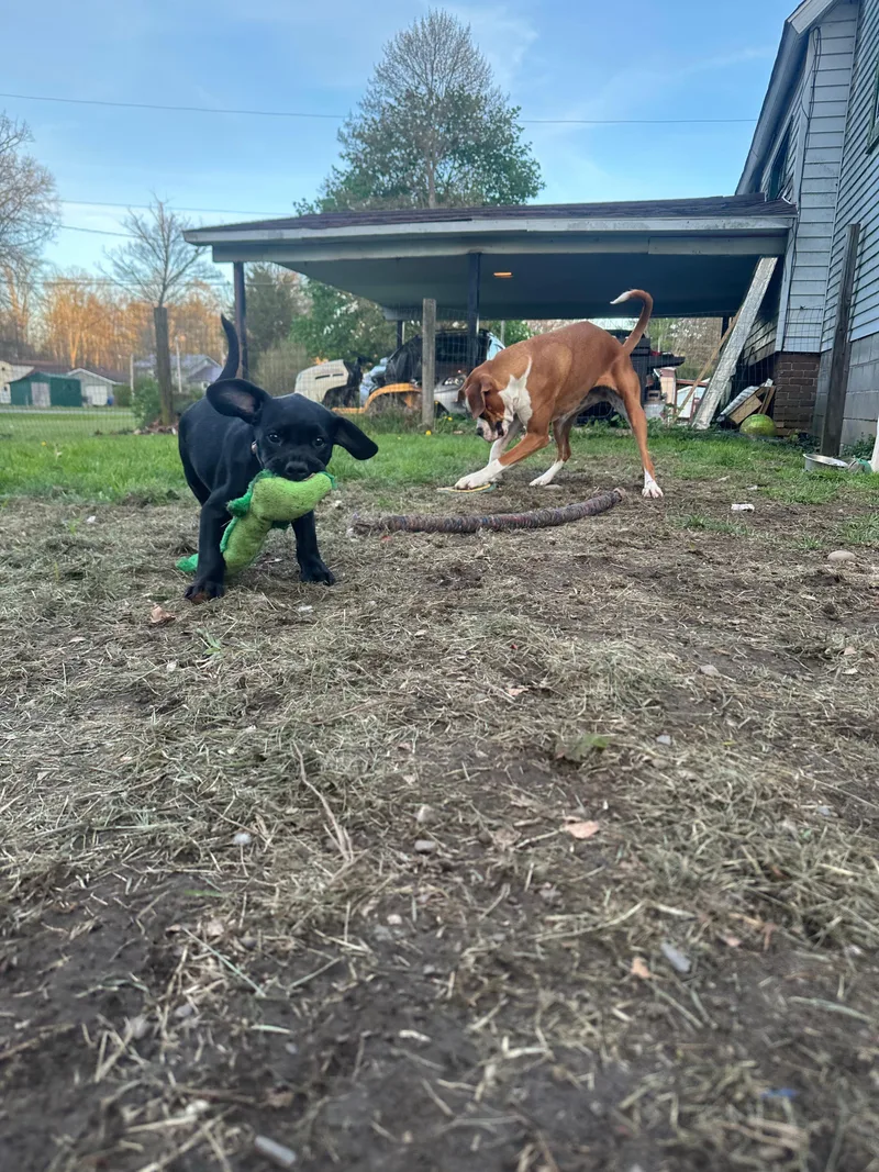 A baby medium-sized male Labrador Retriever dog named Woody for adoption in Houston, TX