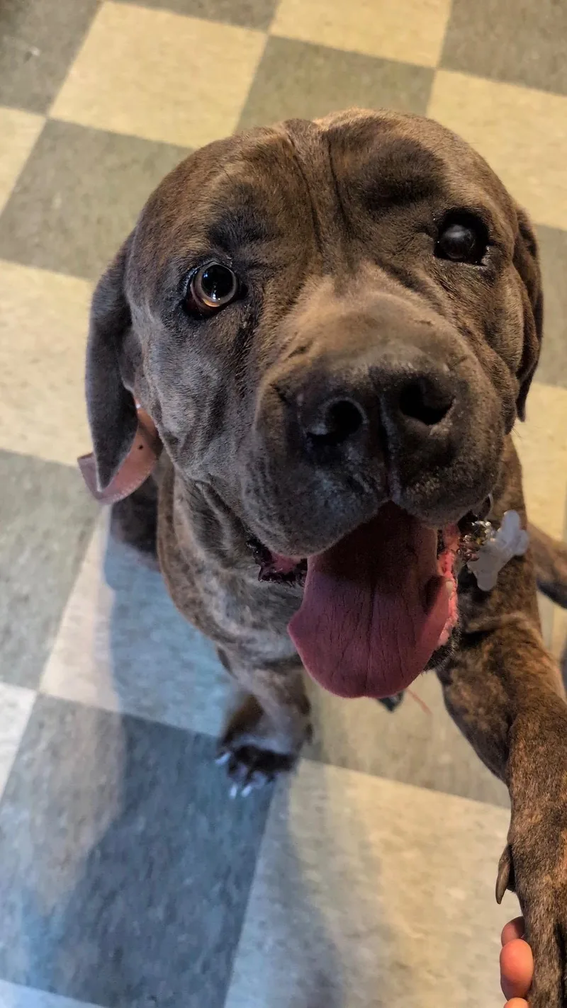 A young extra large-sized male Brindle Mastiff dog named Hank for adoption in los angeles, CA