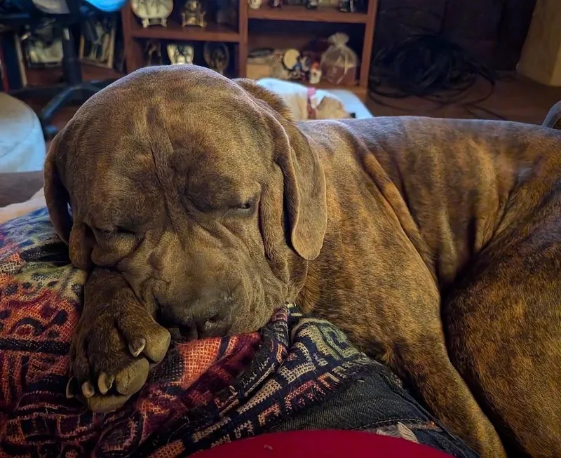 Hank thumbnail 2