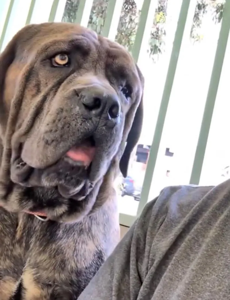 Hank thumbnail 6