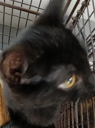 A baby medium-sized male Domestic Short Hair cat named Kelp for adoption in Los Angeles, CA