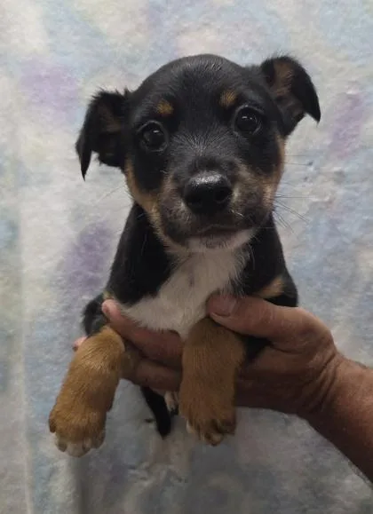 A baby medium-sized male Australian Shepherd dog named Riley for adoption in Malvern, PA