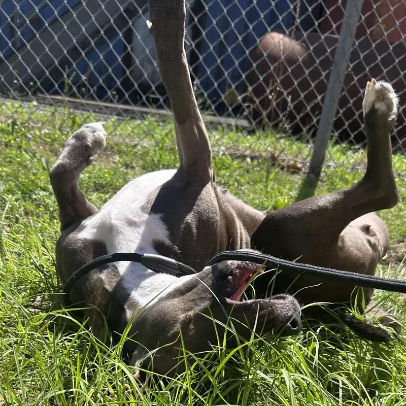 An adult medium-sized female Gray / Blue / Silver Mixed Breed dog named Ella for adoption in Pensacola, FL