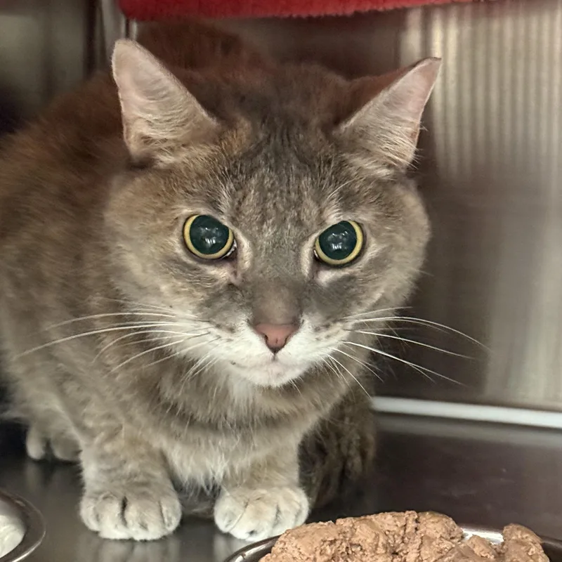 An adult medium-sized female Domestic Short Hair cat named Natalie for adoption in Plymouth, MA