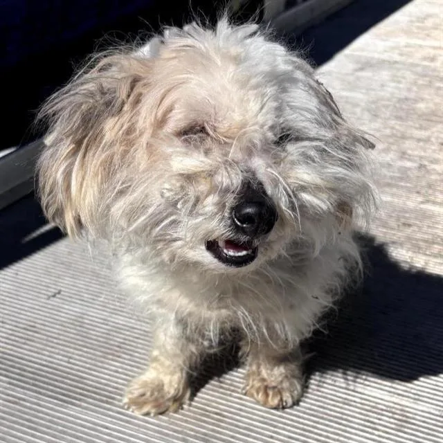 A young small-sized male Scottish Terrier dog named Gate for adoption in San Antonio, TX
