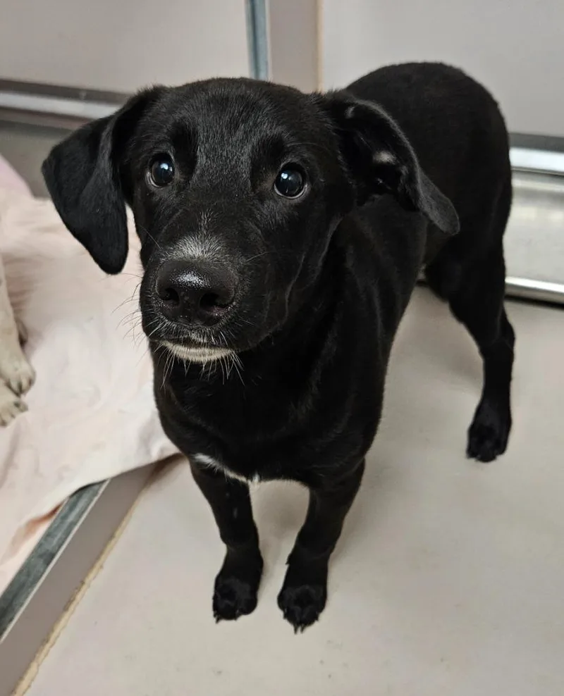 A baby medium-sized male Labrador Retriever dog named Brick for adoption in Sherwood, AR