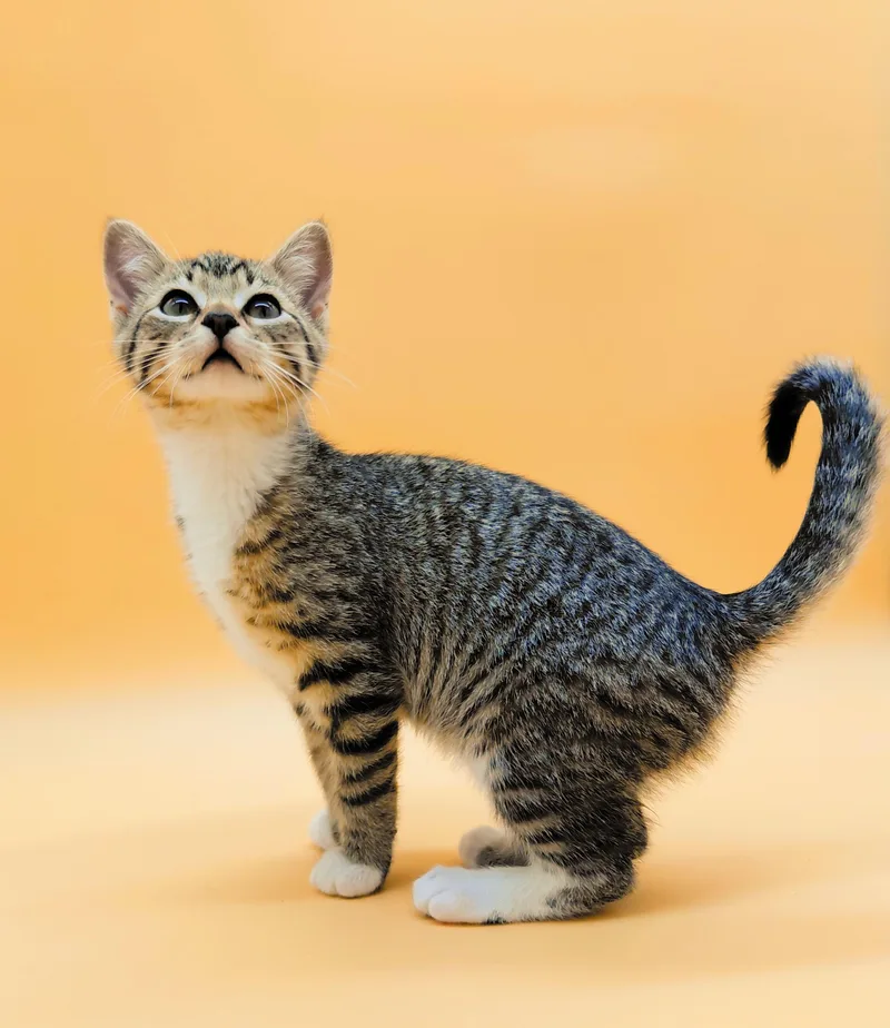 A baby medium-sized female Tabby (Brown / Chocolate) Domestic Short Hair cat named Gloria for adoption in Springfield, MO