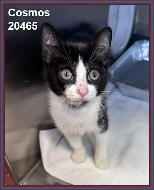 A baby medium-sized male Black & White / Tuxedo Domestic Short Hair cat named Cosmos for adoption in Marietta, GA