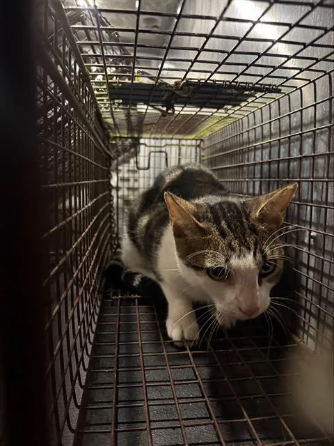 A young small-sized male Domestic Short Hair cat named Samson for adoption in San Antonio, TX